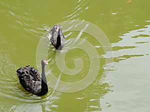 Black swans strolling in the pond