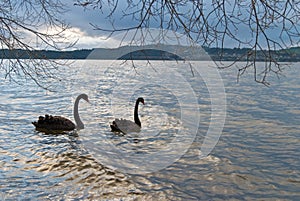 Black swans in the sunset lake