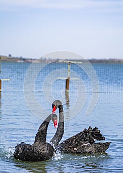 Black swans at Swan Lake Scenic area in Guyuan County, Hebei Province
