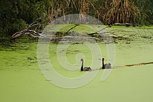 Black swans on Torrens River covered with moss