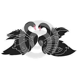 Black swans. Wedding simbol. Birds in love