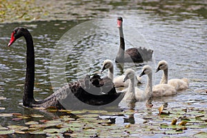 Black swan couple with white cygnets in pond