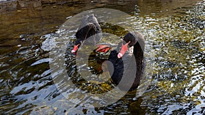 Black swans on winter