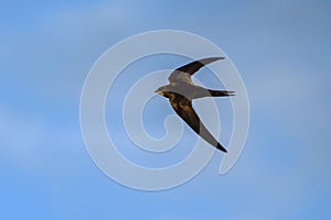 Flying Common Swift Apus apus photo