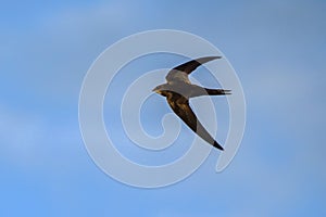 Flying Common Swift Apus apus