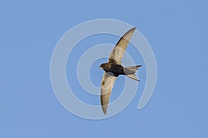 Flying Common Swift Apus apus photo