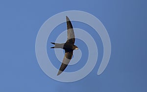 Common Swift Apus apus. photo