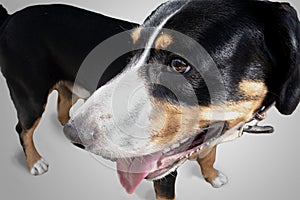 Black Swiss mountain dog Sennenhund closeup portrait