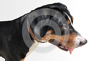 Black Swiss mountain dog Sennenhund closeup portrait