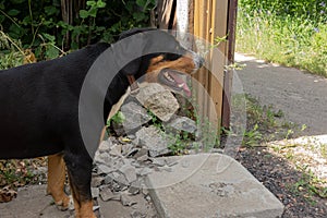 Black Swiss mountain dog Sennenhund closeup portrait