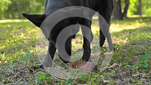 Black Swiss Shepherd dog has found food on ground while walking outside and is eating it. Bad behavior of ill-mannered