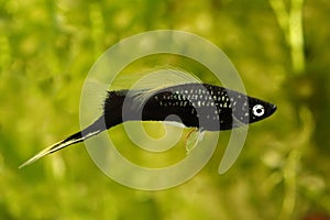 Black Swordtail Xiphophorus Helleri Male aquarium fish isolated