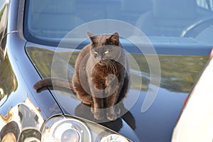 Black tabby cat sitting on the bonnet of  a shiny black car