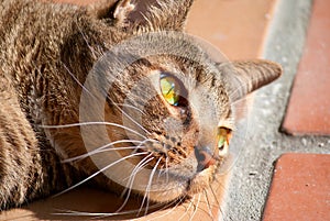 Black tabby cat with green eyes in sunshine