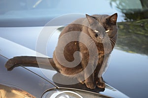 Black tabby cat sitting on the bonnet of a black car