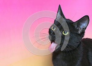 Black tabby cat sticking tongue out, close up