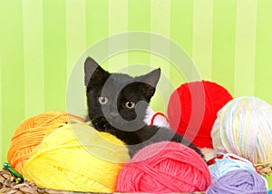Black tabby kitten in basket of yarn