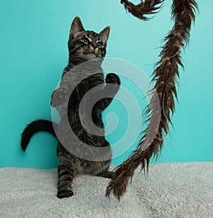 black tabby kitten cat playing with a toy