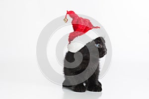 A Black Tabby Kitten Wearing a Red and White Santa Hat