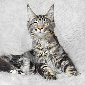 Black tabby maine cone cat posing on white background fur