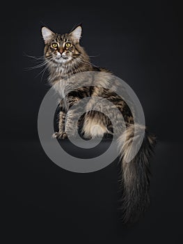 Black tabby Maine Coon cat on black