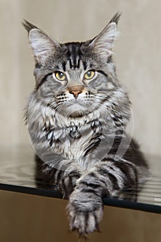 Black tabby maine coon cat with yellow eyes and big lynx