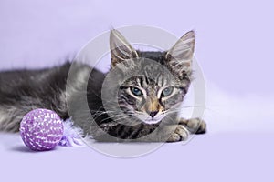 Black tabby manx kitten with cat toy purple background