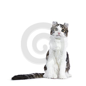 Black tabby with white American Curl cat / kitten