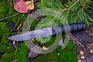 Black tactical knife on a spruce branch. Military autumn. Fall in the forest.