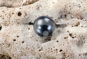 Black Tahitian Pearl. photo