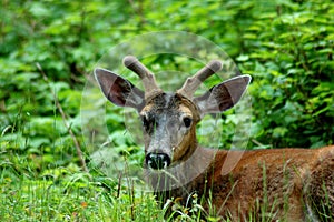 Black tail Deer Spiker