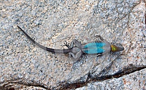 Black-tailed Brush Lizard Small-scaled Brushlizard Urosaurus microscutatus underside