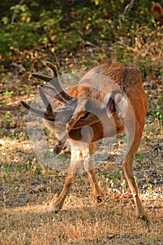 Black-tailed buck