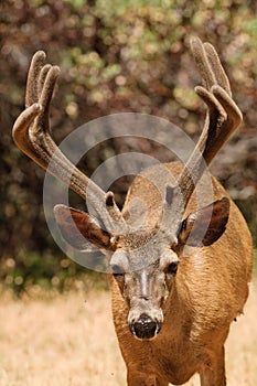 Black-tailed buck