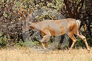 Black-tailed buck