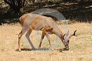 Black-tailed buck