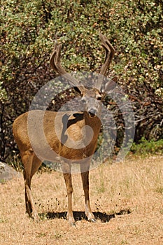 Black-tailed buck