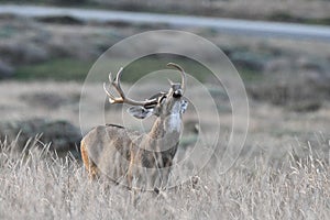 Black-Tailed Buck checking the air for Doe in Estrus