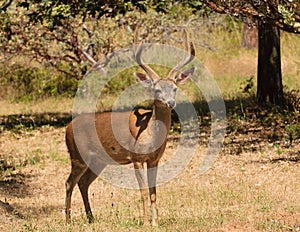 Black-tailed buck