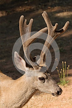 Black-tailed buck