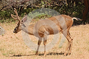 Black-tailed buck