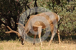 Black-tailed buck