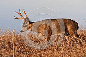 Black -Tailed Buck following a scent trail 2