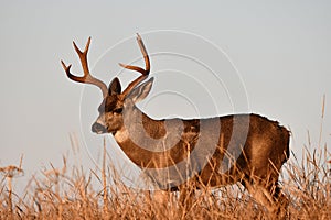 Black-Tailed Buck Following a scent trail 3