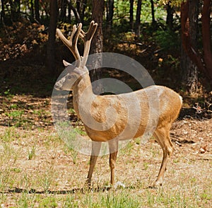 Black-tailed buck