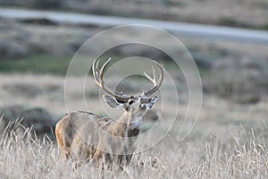 Black-Tailed Buck with nose up looking for Doe in Estrus 2