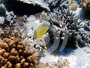 Black-tailed butterflyfish - Chaetodon austriacus