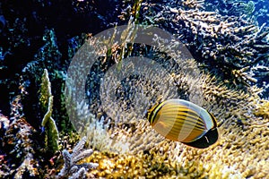 Black tailed butterflyfish Chaetodon austriacus Polyp butterflyfish, Coral fish, Tropical waters