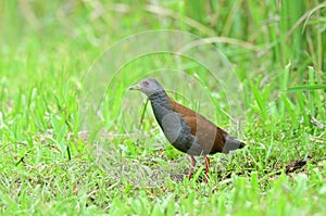 Black-tailed crake lovely grey and red bird living in green plantation in swamp land