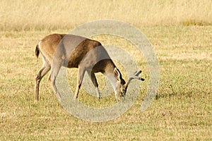 Black-tailed deer